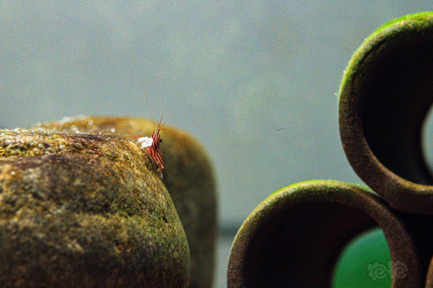 苏虾（苏拉威西虾）品种：大红木纹、可乐饲养小结-图8
