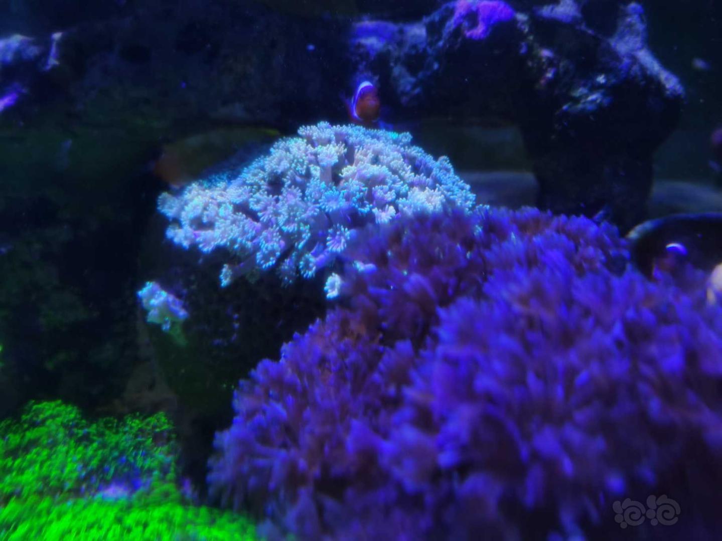 珊瑚的魔力，越看越想拥有它😂😂-图8