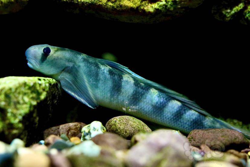 秃头鲨秃子来了