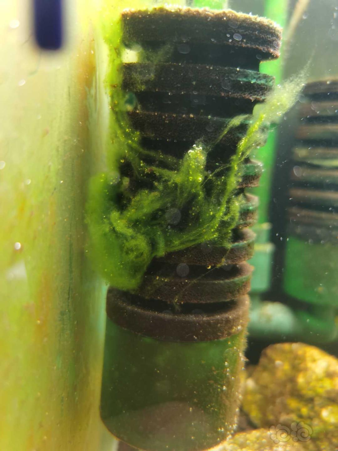 喜欢的短绒藻呢……养水中-图2