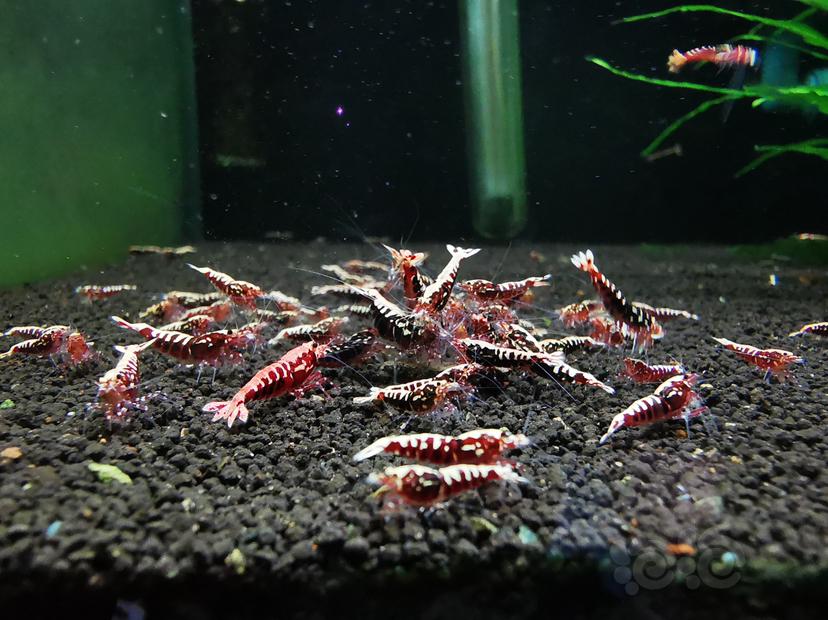 【虾】2020-10-09#RMB拍卖红银河鱼骨幼虾一组30只-图4