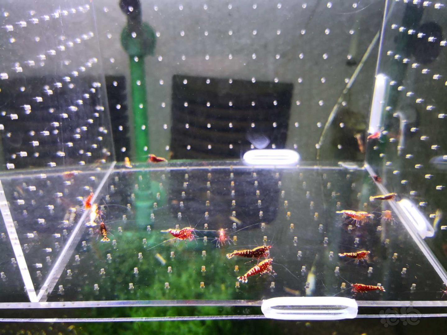 【虾】2020-10-10#RMB拍卖红银河水晶虾-图8