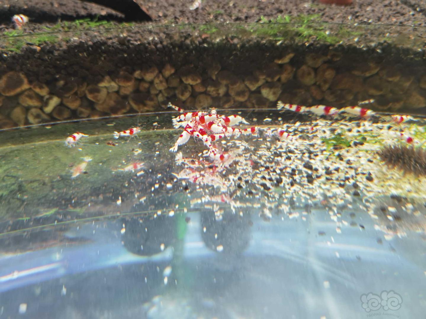 【虾螺】出系统红白繁殖组！！！-图3
