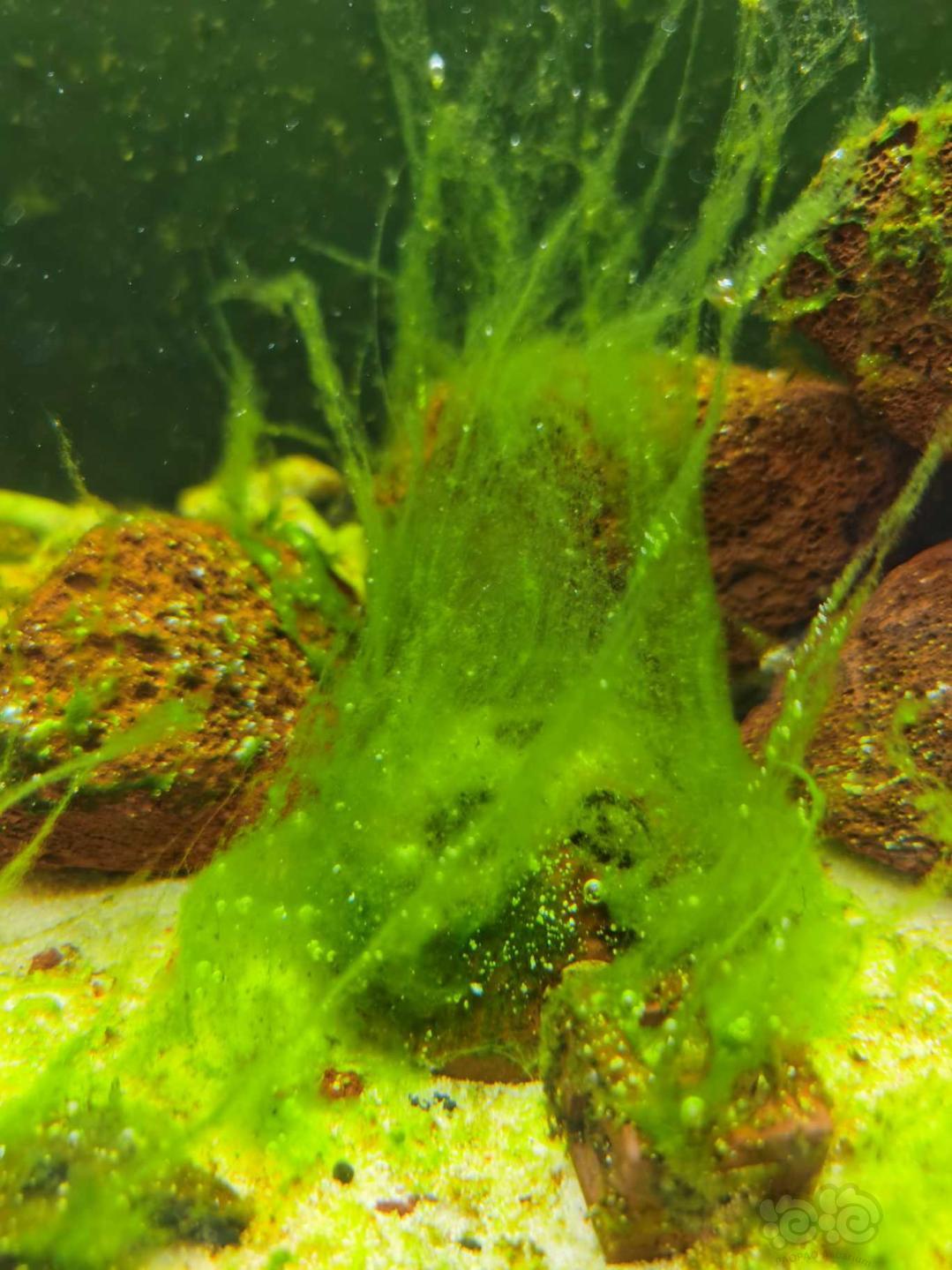 喜欢的短绒藻呢 养水中 泡泡水族