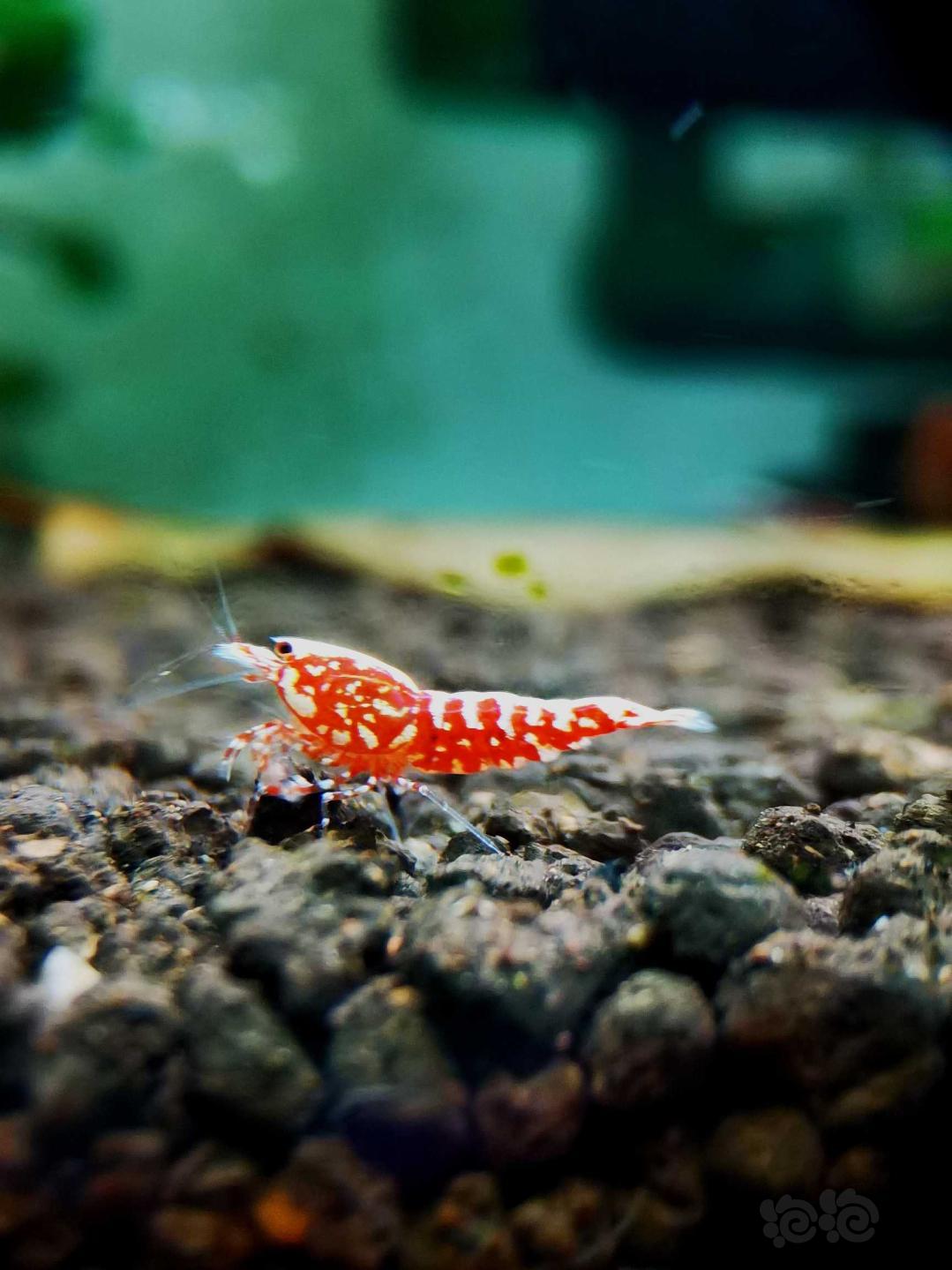【虾】2020-10-8#RMB拍卖#红银河星钻幼虾一份5只-图2