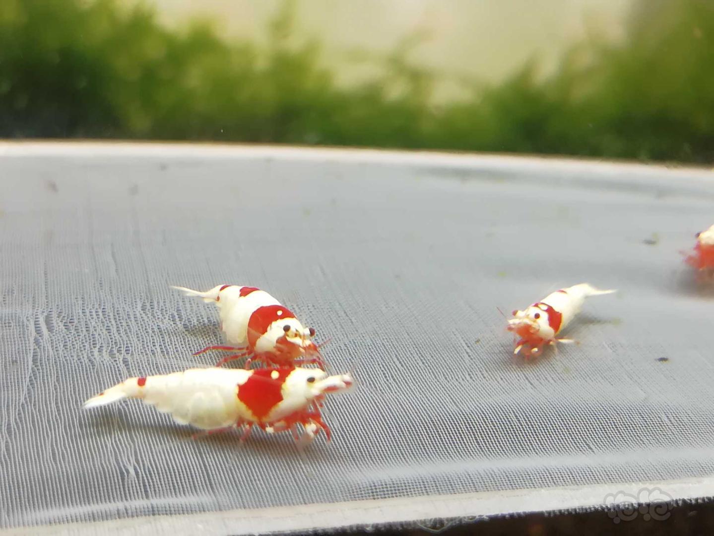 【虾】2020-10-21#RMB拍卖#红白纯血水晶虾一份4只-图5