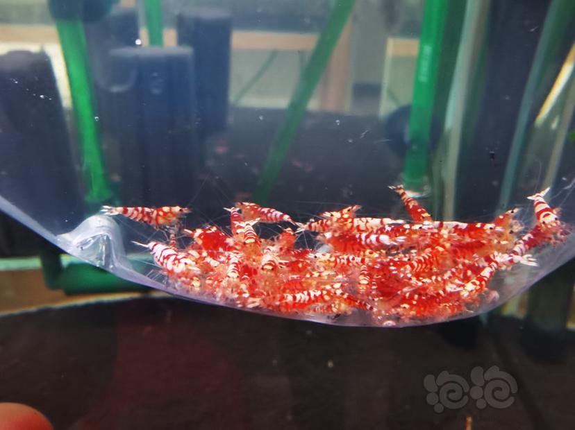 【虾】2020-10-21#RMB拍卖红花虎淘汰幼虾一组100只-图2
