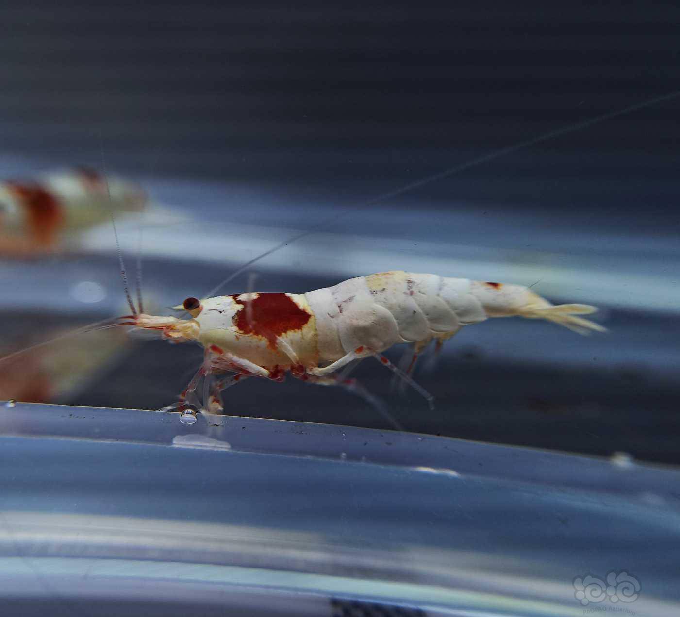 20201013rmb拍卖红白水晶虾1公3母