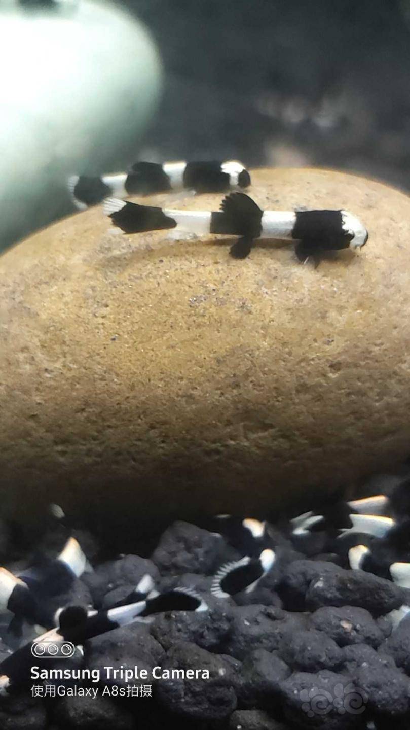 【热带鱼】出售熊猫鳅,迷你蜘蛛蟹,观赏米虾