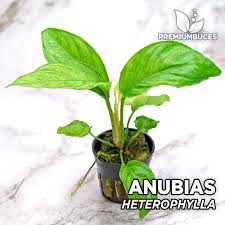 修正的植物志：山劍榕偽說考，其正確學名為Anubias heterophylla異葉水榕-圖2