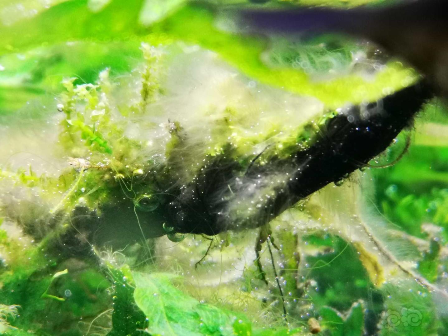 草缸里滋生了奇怪的藻类，怎么办？-图2