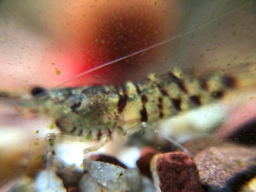 原生虾，秀丽白，红鼻枪虾，虎纹黑壳虾-图5