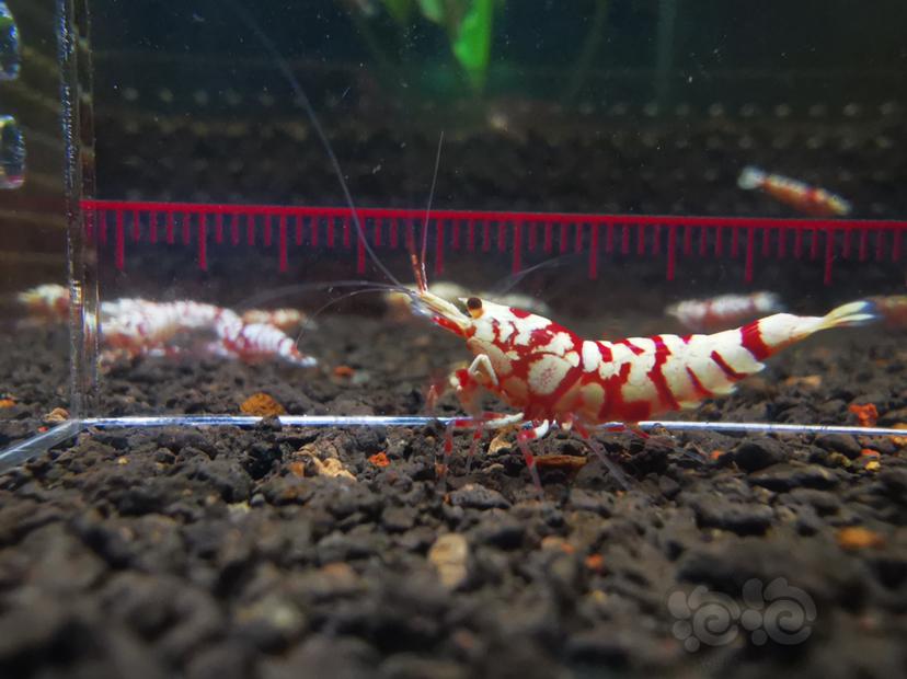 【虾】2020-11-07#RMB拍卖#红花虎水晶虾一份2只-图2