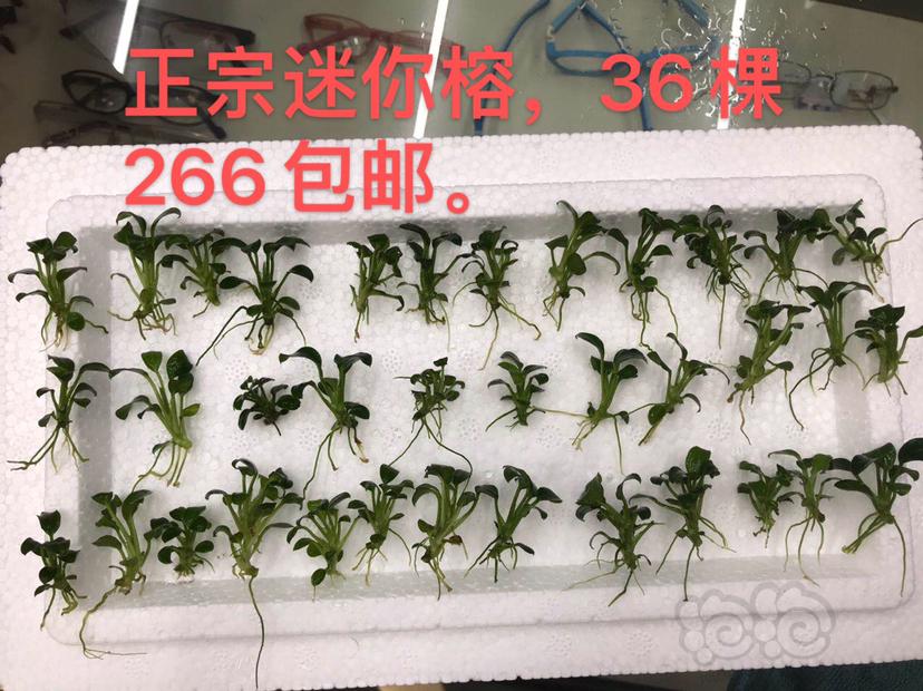 【辣椒榕】出些水草（迷你榕、卡佩特4K4、黑木蕨）-图3