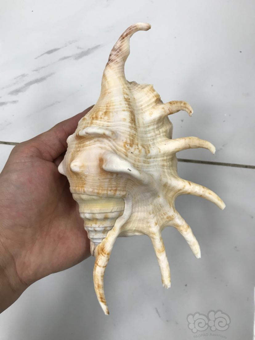 奇特海螺贝壳🐚-图4