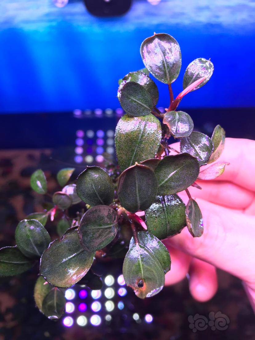 辣椒榕潘多拉幻影迷你叶闪电还剩一部分没出微13238859打包500浙江