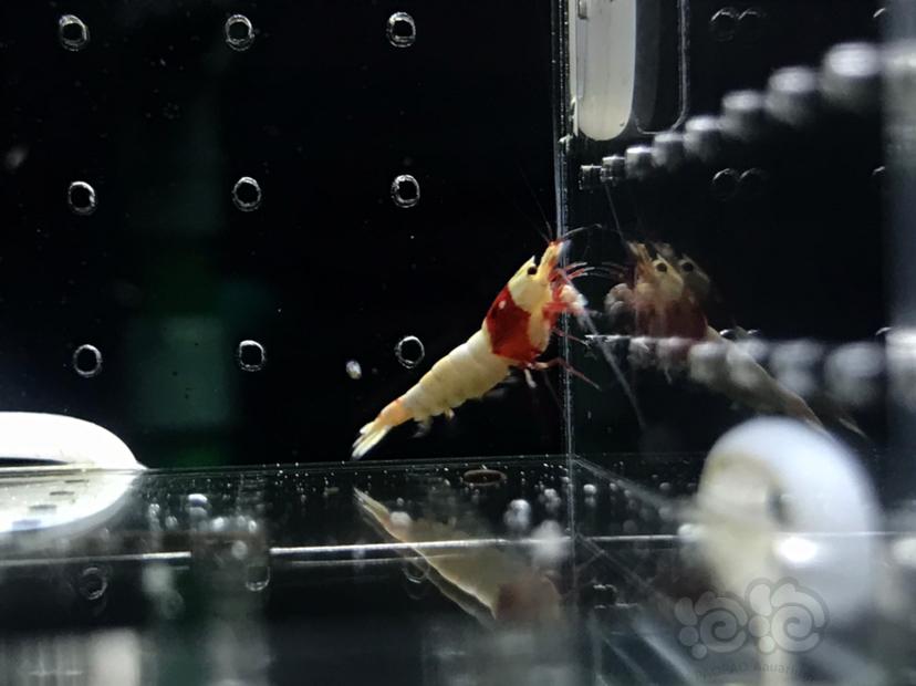 【虾】2020-11-17#RMB拍卖#纯血红白水晶虾一份4只-图4