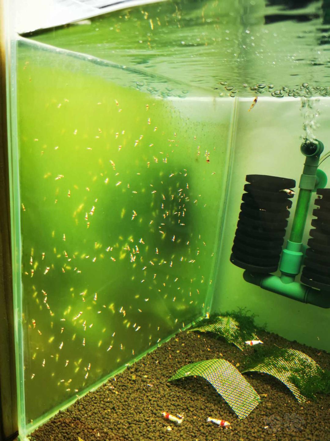 虾缸绿藻形成-图1