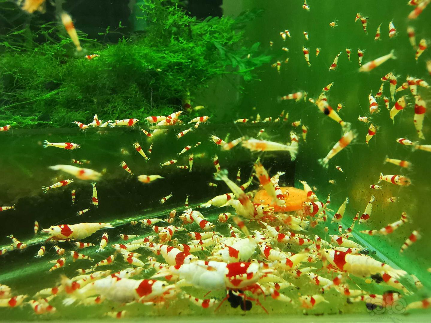 出售海老淘汰红白水晶虾-图3