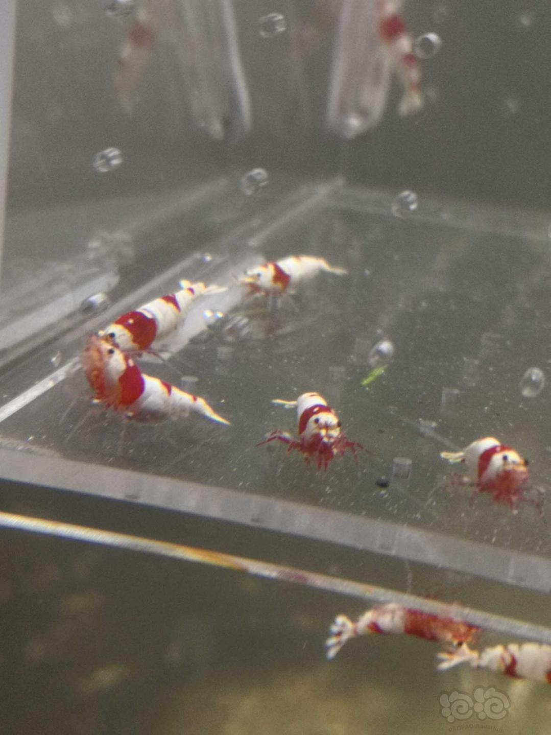 【虾螺】【出售】纯血红白繁殖组20只，包邮，名家血统-图3