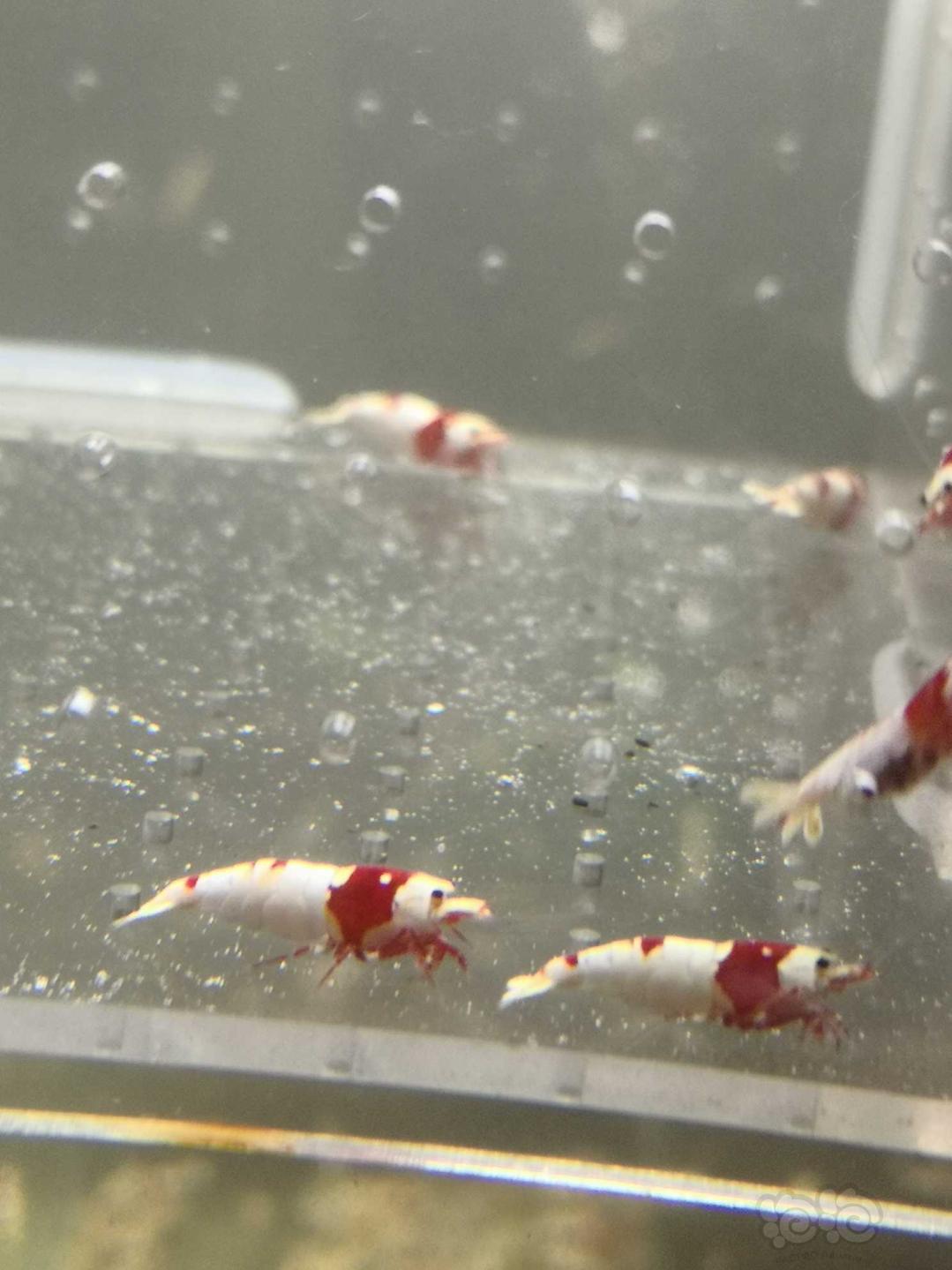 【虾螺】【出售】纯血红白繁殖组20只，包邮，名家血统-图2