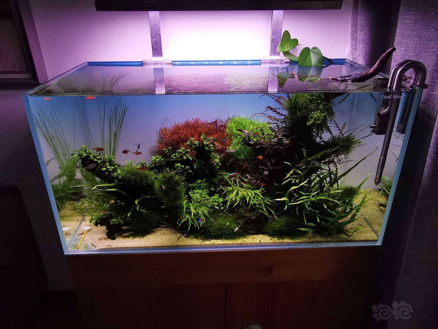 冬天草缸加热棒最佳温度多少?