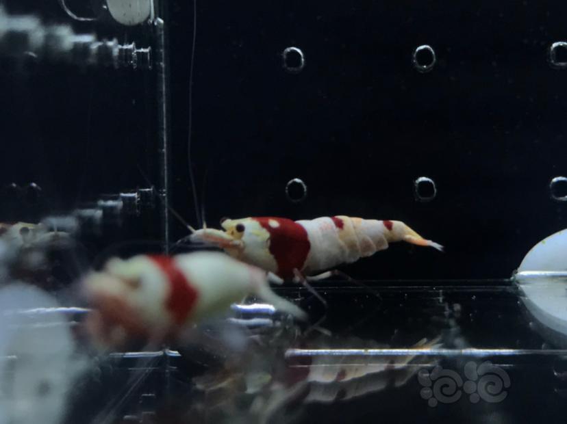 【虾】2020-11-17#RMB拍卖#纯血红白水晶虾一份4只-图1