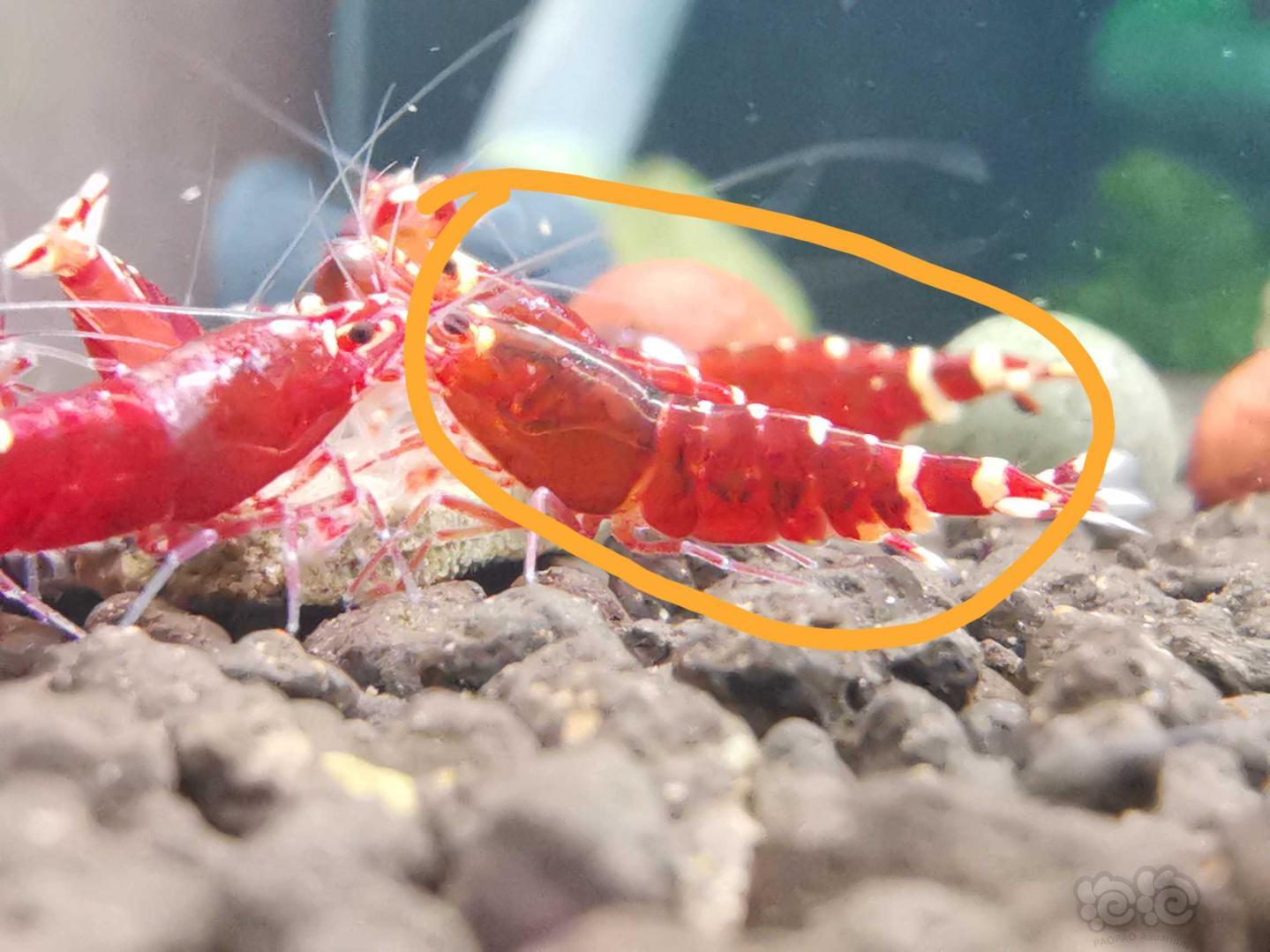 【虾】2020-11-04#RMB拍卖金属红水晶虾4只-图1