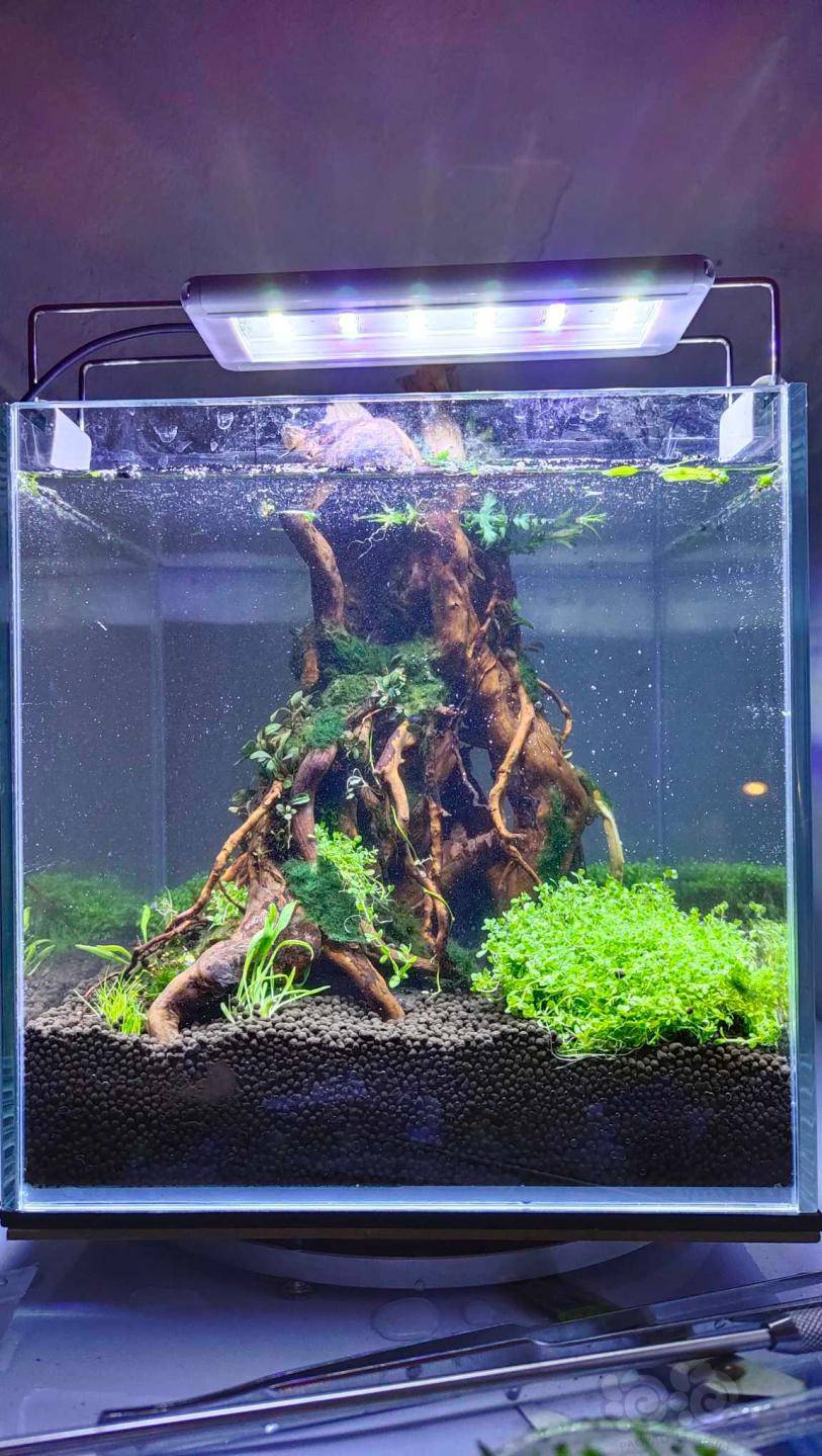 水草造景和种植 开个25的小方缸 挑战一下迷你360度