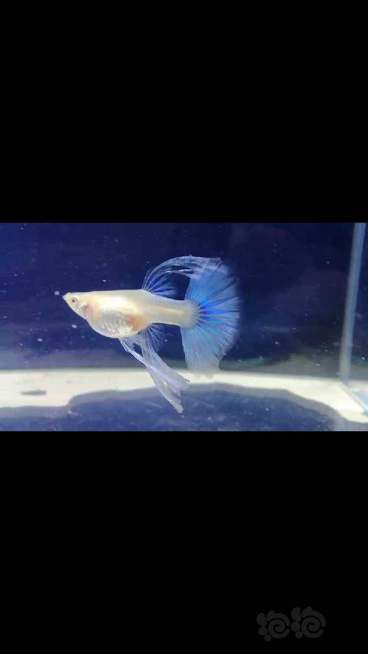 拍不好凑合看吧蓝白大c