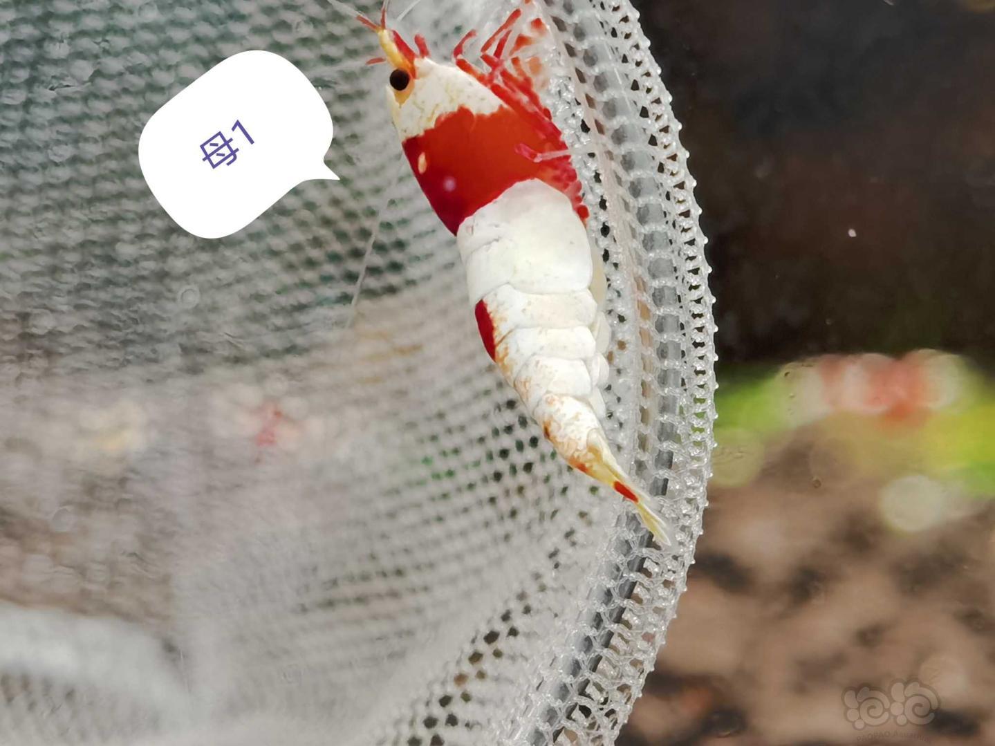 【虾】2020-11-19#RMB拍卖系统红白繁殖组1公2母-图4