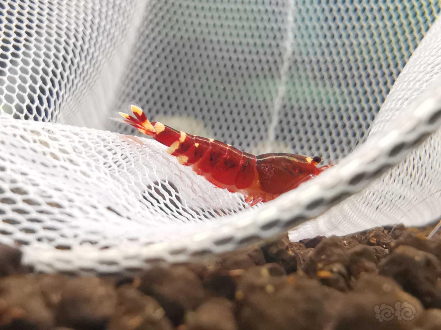 【虾】2020-11-04#RMB拍卖金属红水晶虾4只-图5