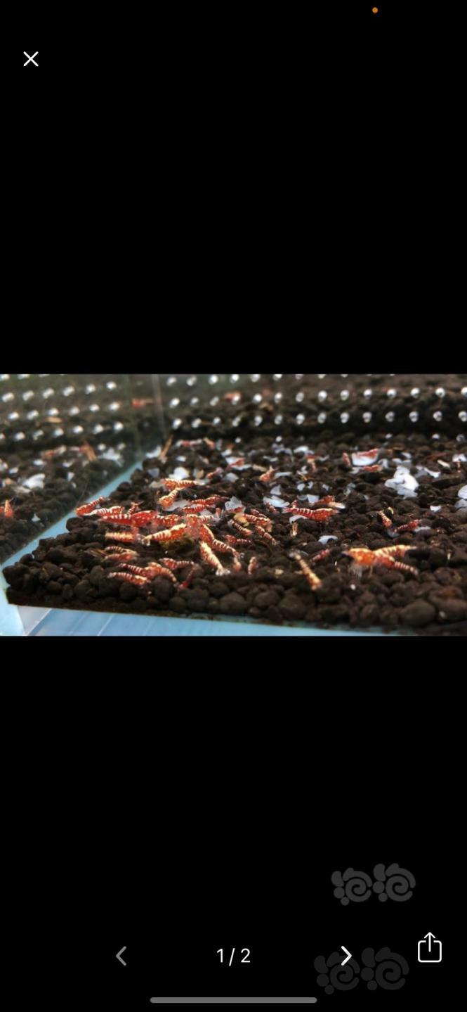 【虾】2020-11-13#RMB拍卖#红银河10只-图2