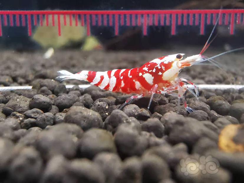 【虾】2020-11-14RMB拍卖#红花虎公虾一份一只-图1