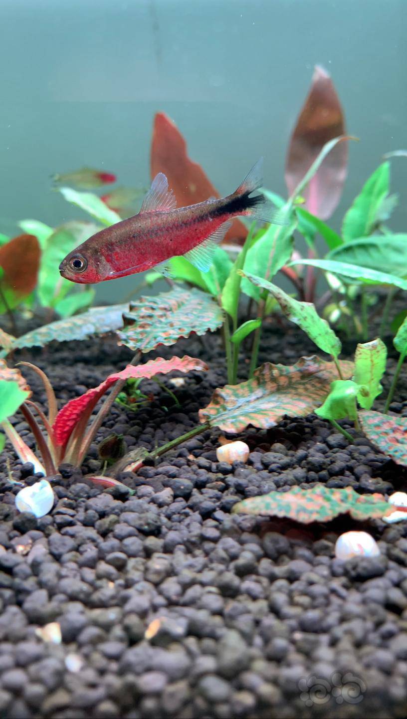 【加拉辛】魔幻红鳞灯鱼