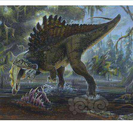 发一点棘背龙的美图欣赏