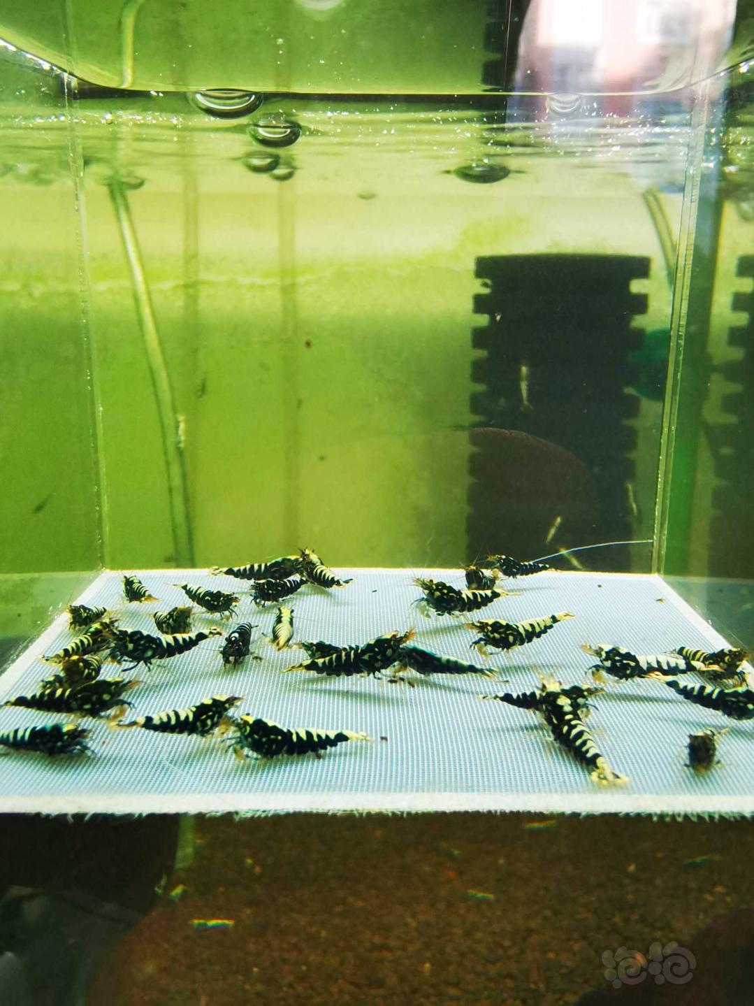【虾】2020-11-22#RMB拍卖#黑银河星钻幼虾一份30只-图3
