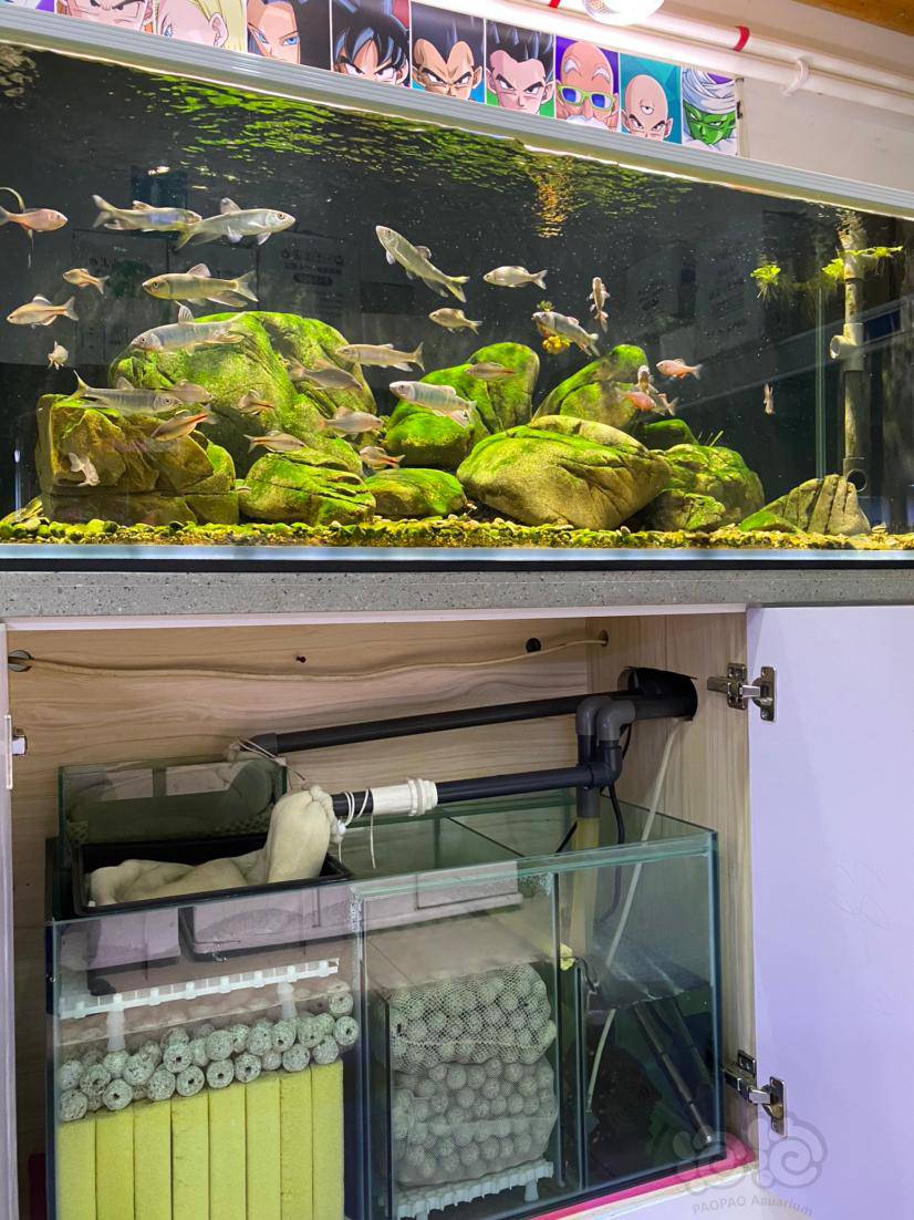 2原生缸 - 泡泡水族