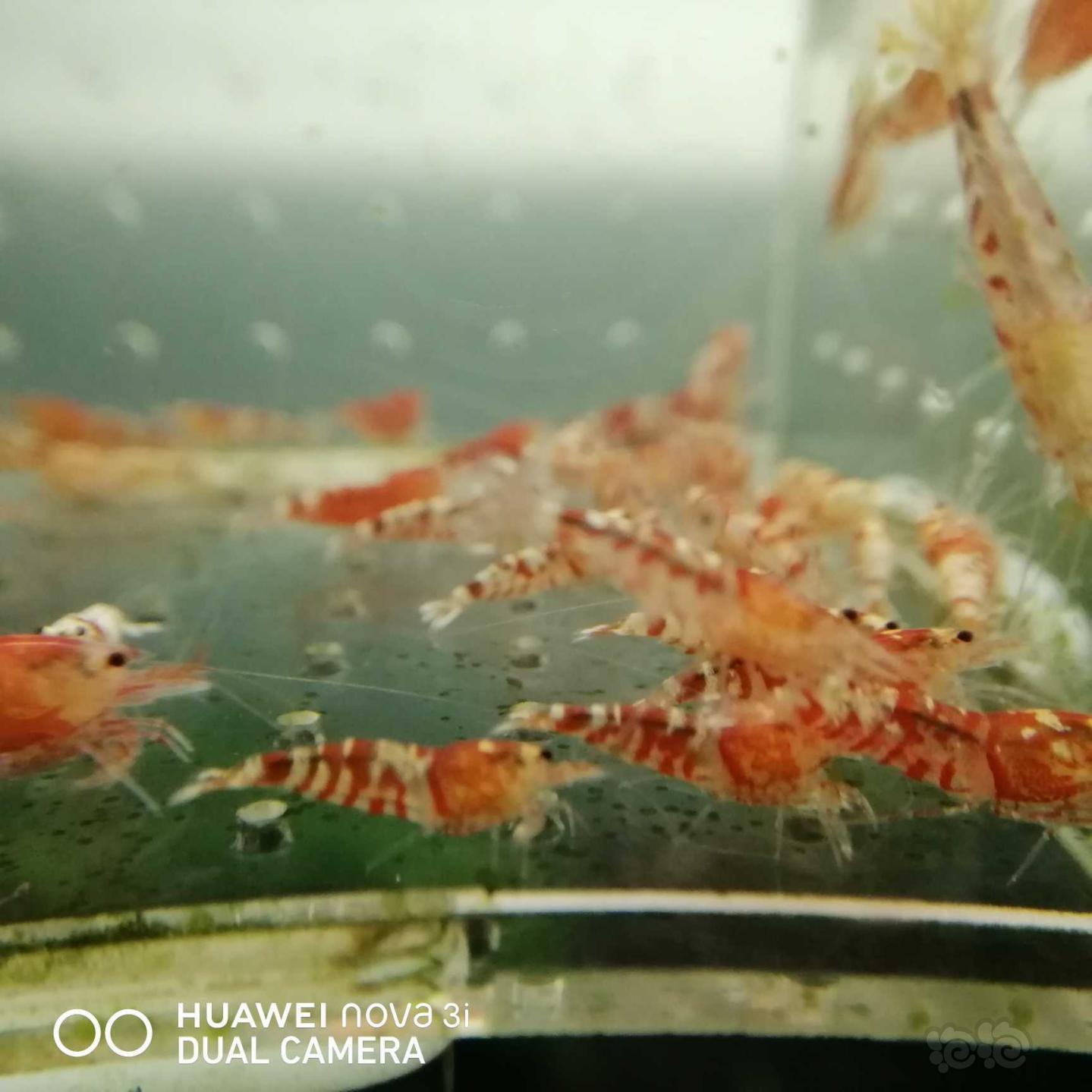 【虾】2020-11-27#RMB拍卖虎纹淘汰水晶虾5O只-图2