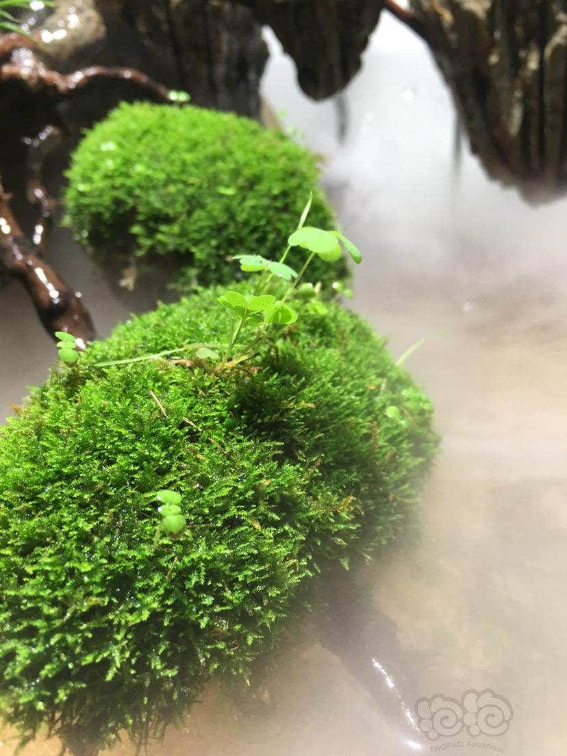 水陆缸  悬浮石苔藓-图3