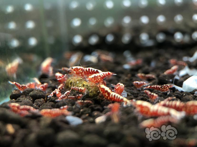 【虾】2020-11-10#RMB拍卖#红银河幼虾10只-图2