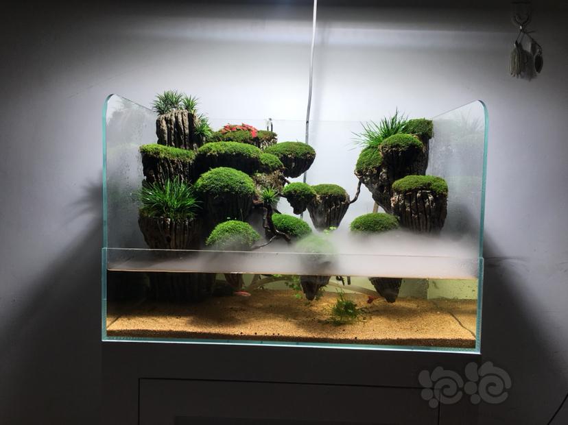 水陆缸  悬浮石苔藓-图2