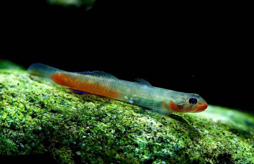 红唇红腰黄瓜虾虎