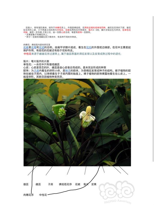 「申精」关于辣椒榕的有性繁殖的经验分享-图1