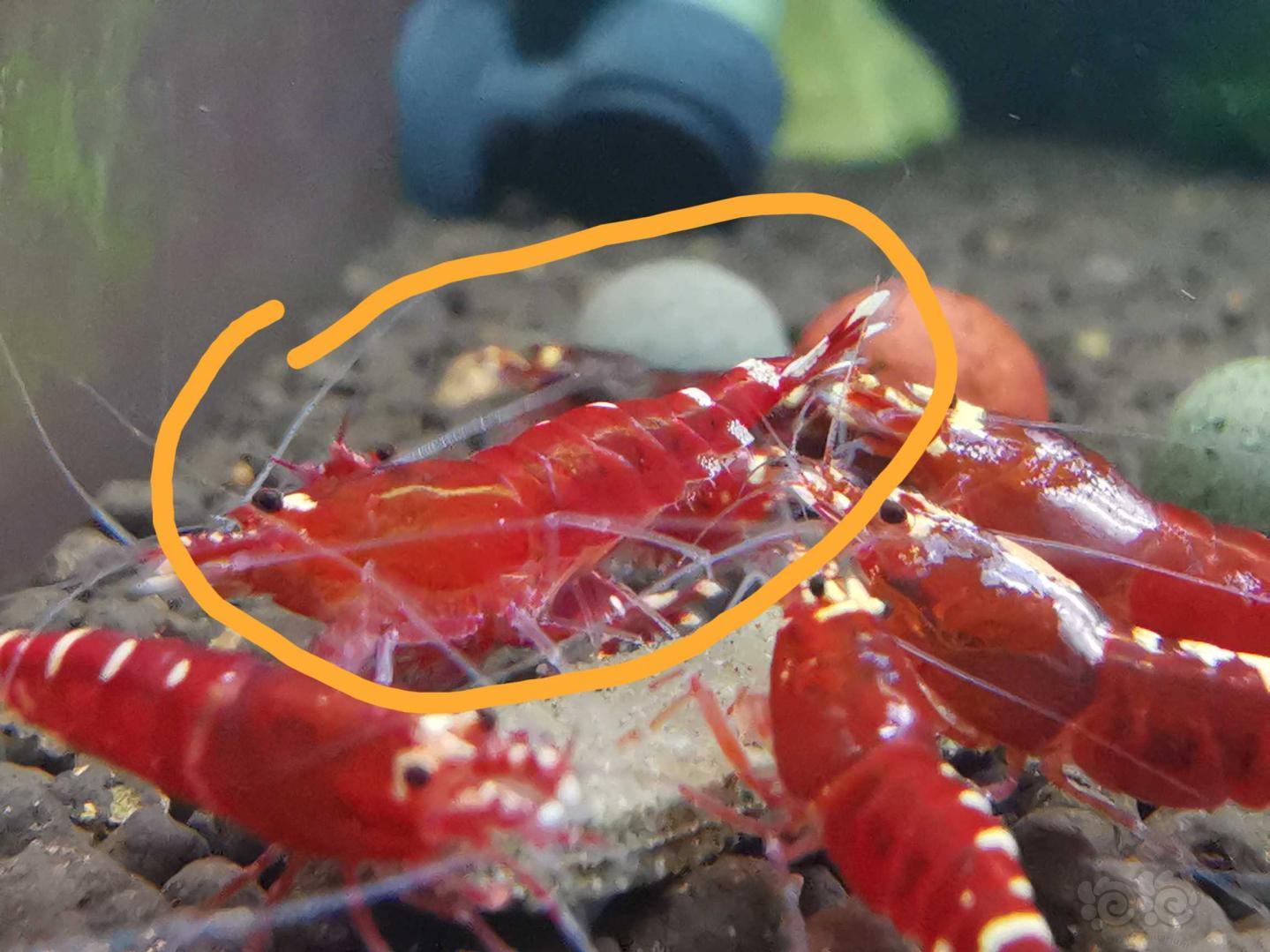 【虾】2020-11-04#RMB拍卖金属红水晶虾4只-图2