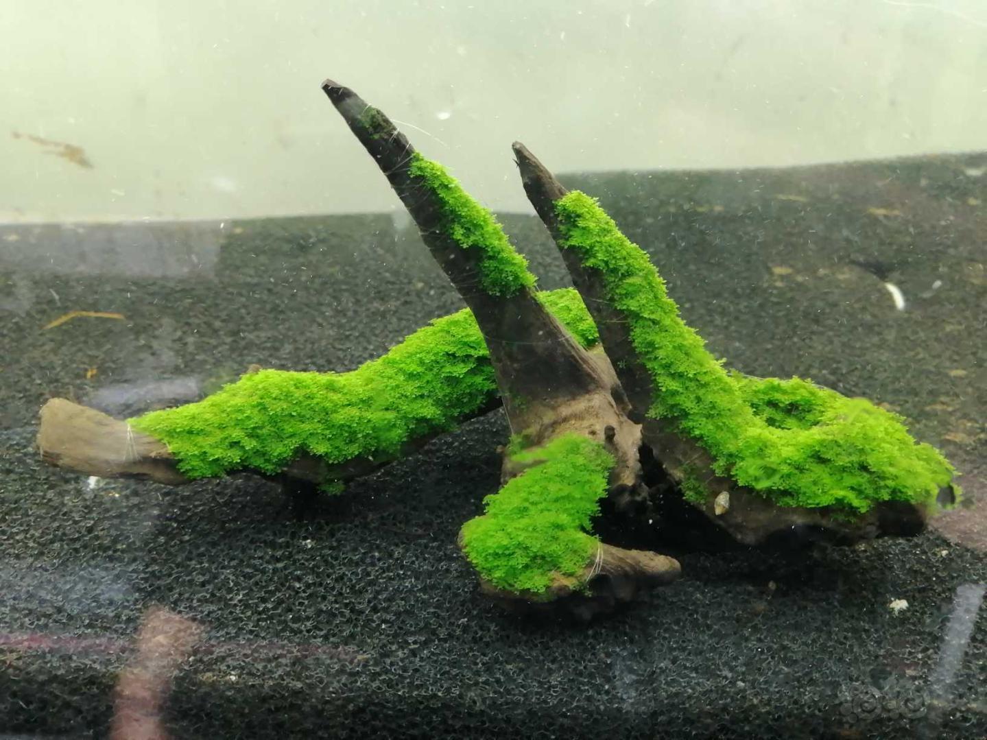 【水草】2020-11-24#RMB拍卖#造型可以的迷你珊瑚莫斯沉木 3块-图1