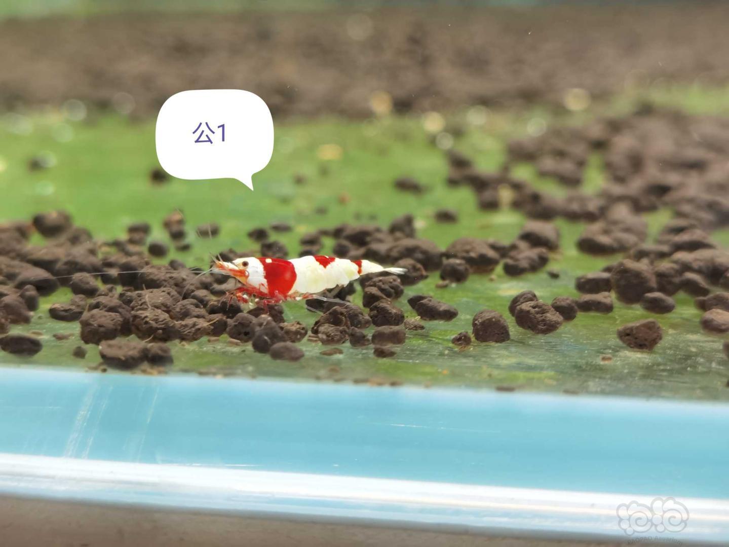【虾】2020-11-19#RMB拍卖系统红白繁殖组1公2母-图2
