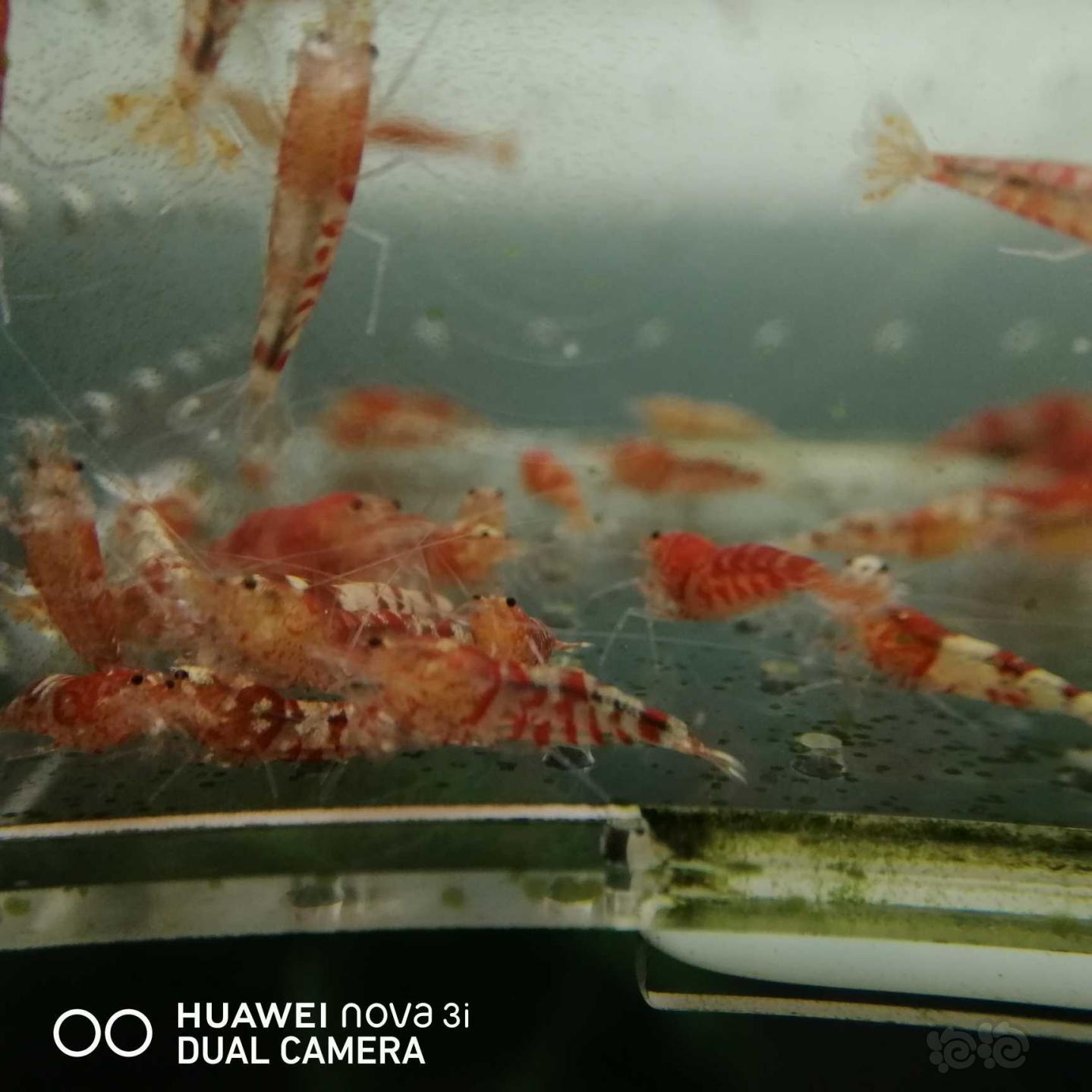 【虾】2020-11-27#RMB拍卖虎纹淘汰水晶虾5O只-图1