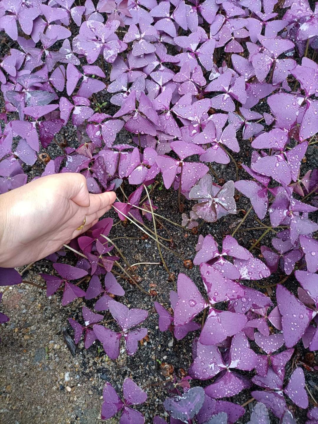 紫叶榨蒋草，幸运花-图1
