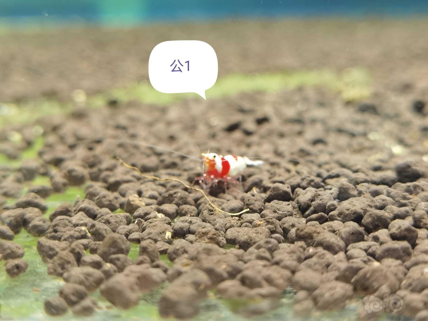【虾】2020-11-19#RMB拍卖系统红白繁殖组1公2母-图1